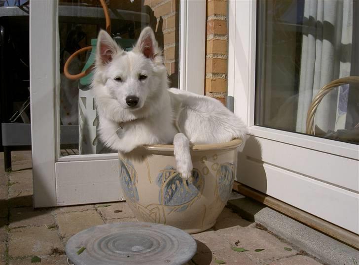 Dansk Spids Frida (Abby) - og selvom jeg vokser, kan jeg stadig ligge her. billede 13