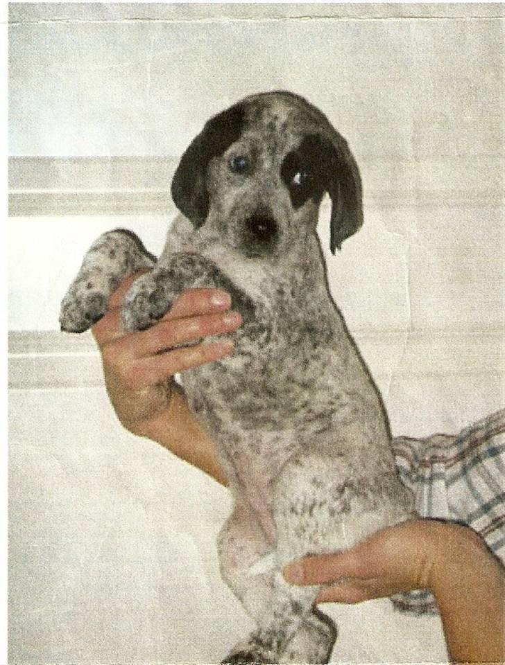 Blanding af racer Gaia R.I.P :'( - Gaia´s billede som var på annoncen på nettet (: billede 6