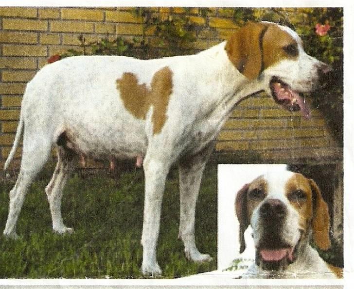Blanding af racer Gaia R.I.P :'( - Gaia´s mor pippi billede 9