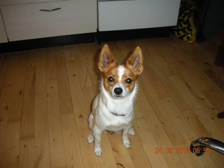 Blanding af racer Bailey billede 8