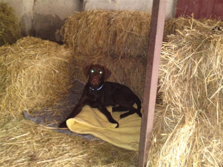 Blanding af racer Jolly, labrador/collie billede 6