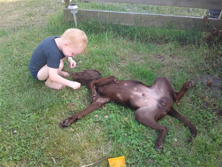 Blanding af racer Jolly, labrador/collie billede 7