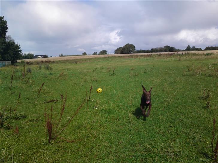 Blanding af racer Jolly, labrador/collie billede 8