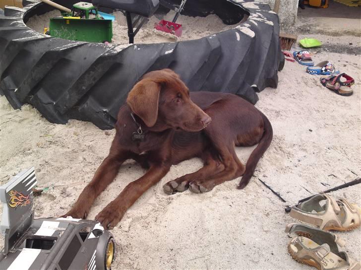 Blanding af racer Jolly, labrador/collie billede 9