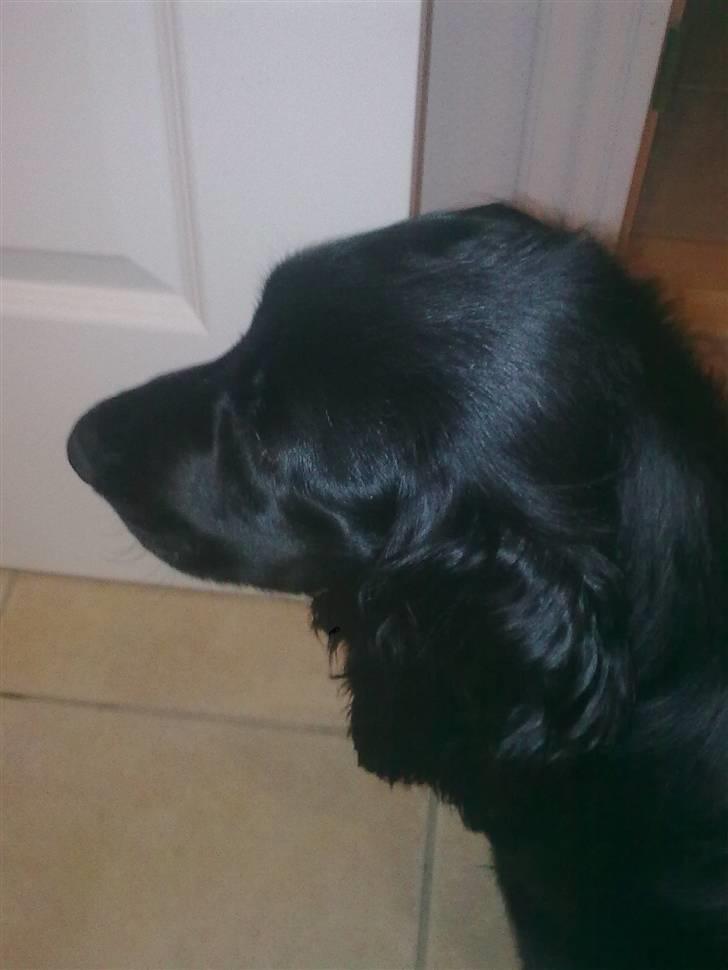 Cocker spaniel Tika <3 billede 8