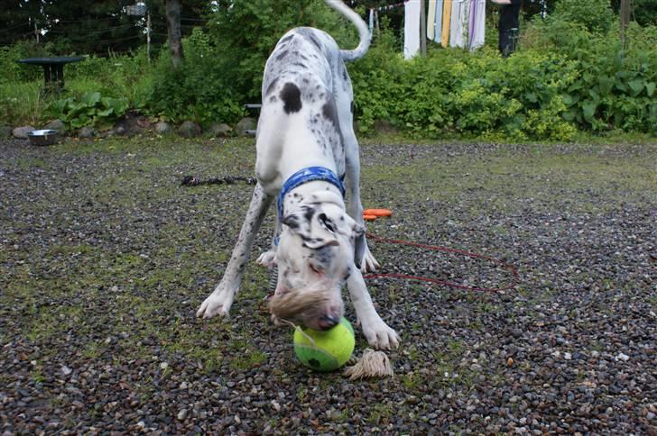 Grand danois Dæå *Himmelhund* - Dæå eeeeelsker at være udenfor og at lege billede 6