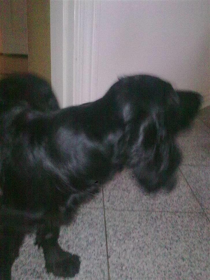 Cocker spaniel Tika <3 billede 9