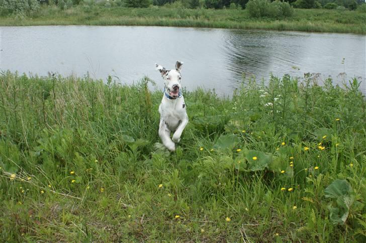 Grand danois Dæå *Himmelhund* - Det fedeste Dæå ved er, at løbe rundt med storesøster og storebror billede 9