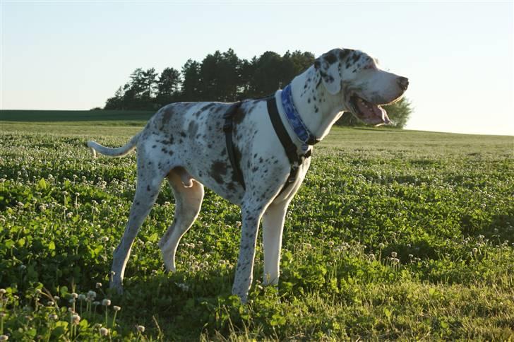 Grand danois Dæå *Himmelhund* billede 10