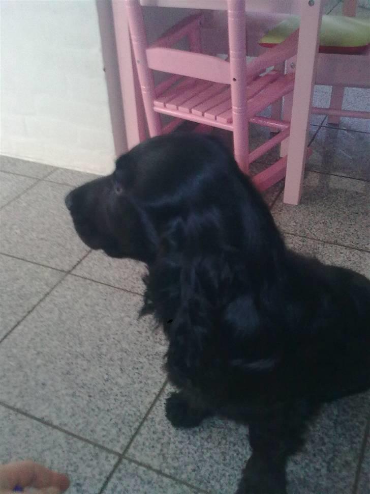 Cocker spaniel Tika <3 billede 10