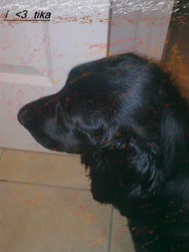Cocker spaniel Tika <3 billede 11