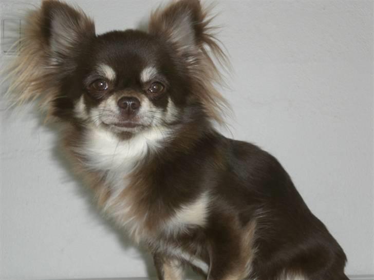 Chihuahua Frida billede 1