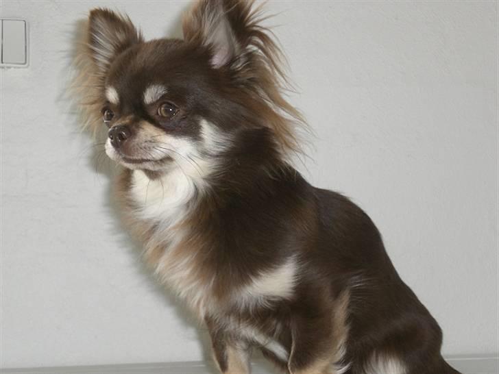 Chihuahua Frida billede 2