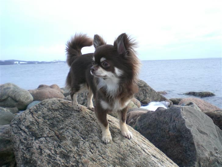 Chihuahua Frida billede 3