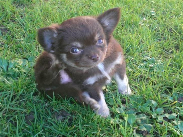 Chihuahua Frida billede 4