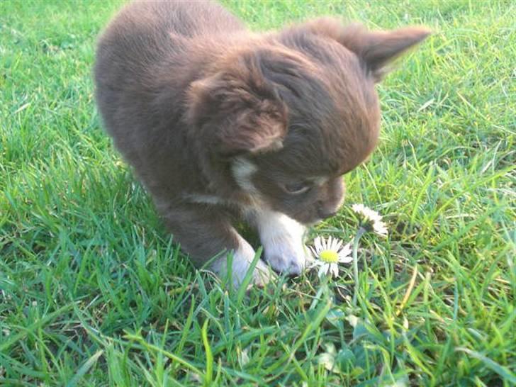 Chihuahua Frida billede 5