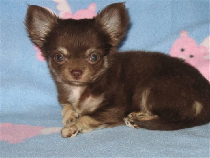 Chihuahua Frida billede 6