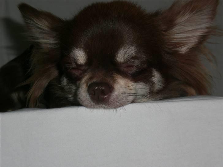 Chihuahua Frida billede 7