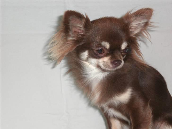 Chihuahua Frida billede 8