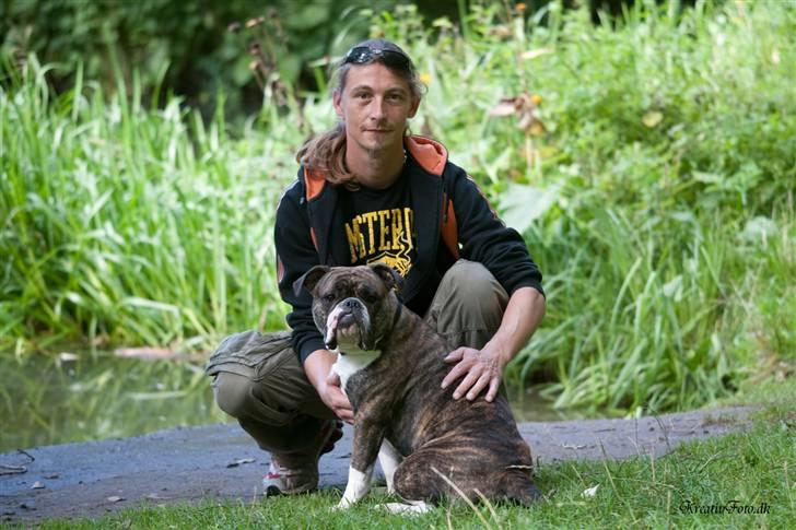 Olde english bulldogge spanger´s Babyface.(ATILA - Hunde March 2010 Kolding billede 18