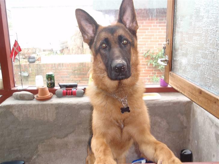 Schæferhund Dalton billede 6