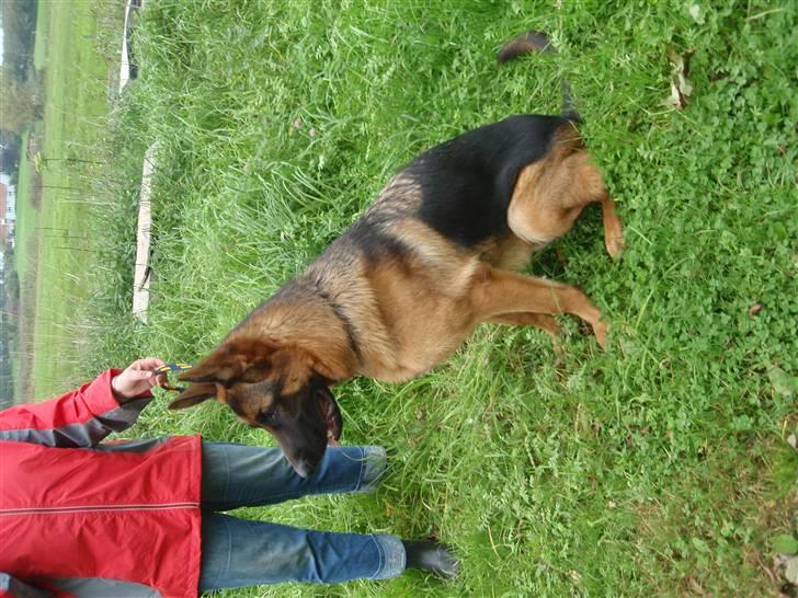 Schæferhund Dalton billede 7