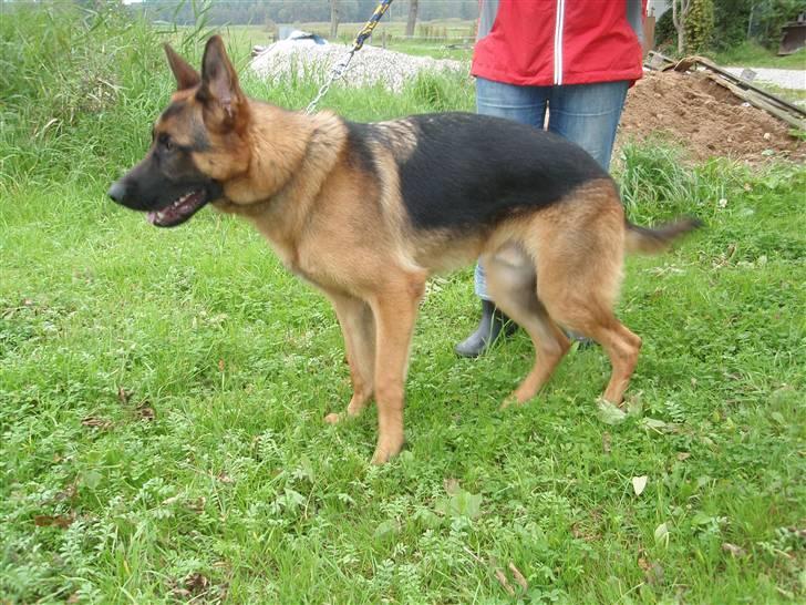 Schæferhund Dalton billede 8