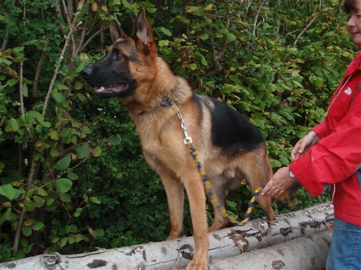 Schæferhund Dalton billede 9