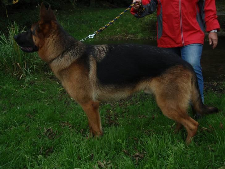 Schæferhund Dalton billede 10