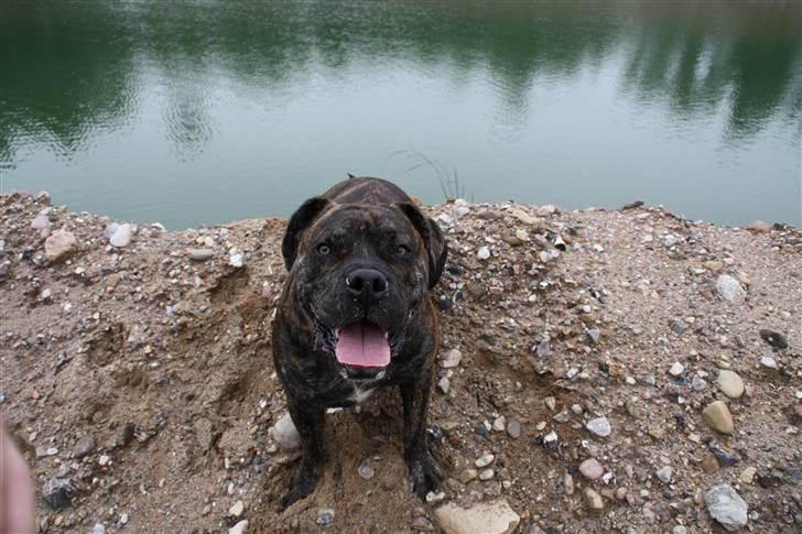 Mallorca Mastiff / Ca de Bou Figo - Hej. Mit navn er Figo billede 1