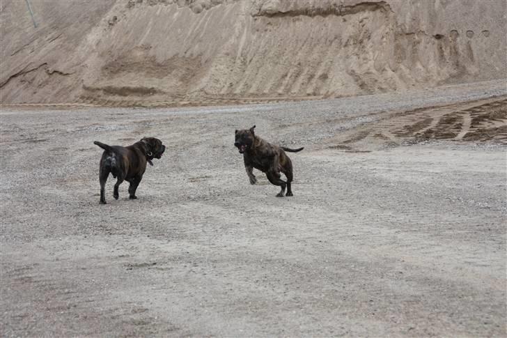 Mallorca Mastiff / Ca de Bou Figo - Her er jeg med min nye ven Shanti billede 2
