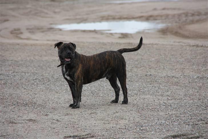 Mallorca Mastiff / Ca de Bou Figo - Gad vide hvor hun nu blev af....... billede 3