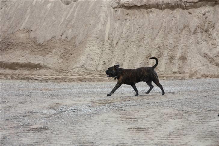 Mallorca Mastiff / Ca de Bou Figo - Jeg tror hun rendte denne vej... billede 4