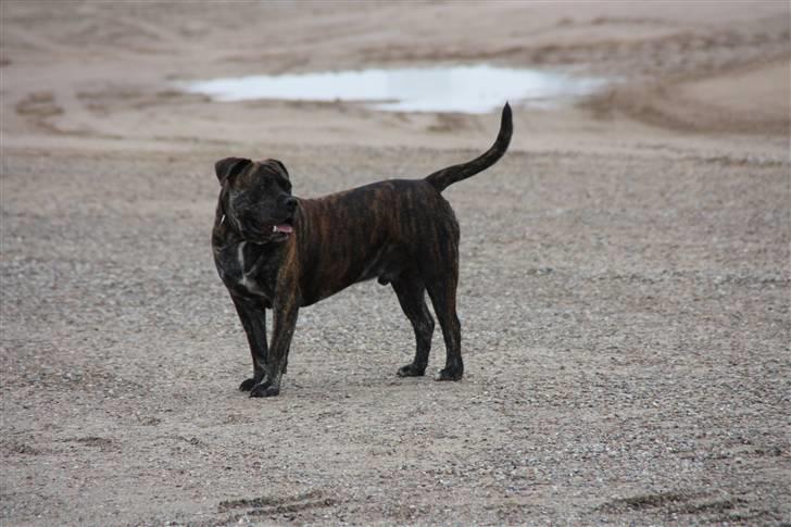 Mallorca Mastiff / Ca de Bou Figo - Hmm! billede 5