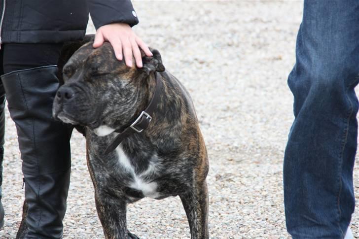 Mallorca Mastiff / Ca de Bou Figo - Nå men så er det godt der er nogle der vil nusse mig! billede 6