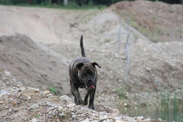 Mallorca Mastiff / Ca de Bou Figo - Jeg må lige have et overblik over hvor det er bedst at hoppe i vandet billede 7