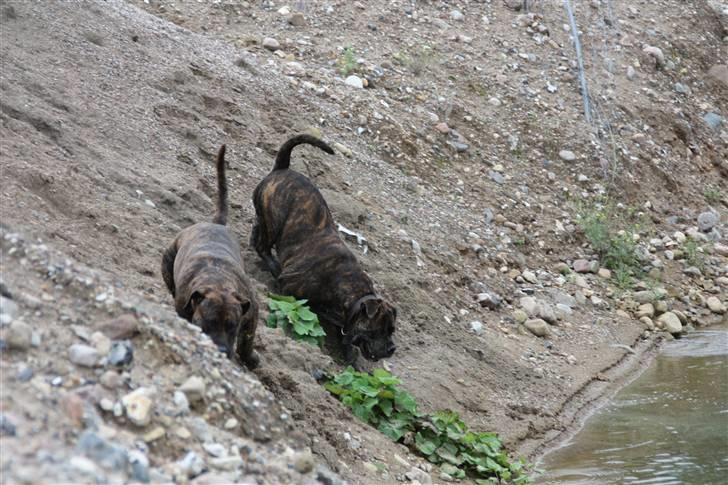 Mallorca Mastiff / Ca de Bou Figo - Her! Og der var Shanti.. billede 8