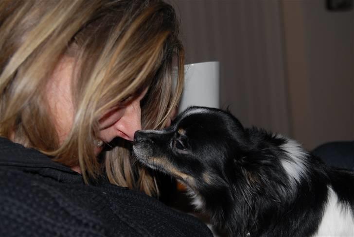 Chihuahua Harley - Harley mysser med min mor, december 2010 :) billede 15