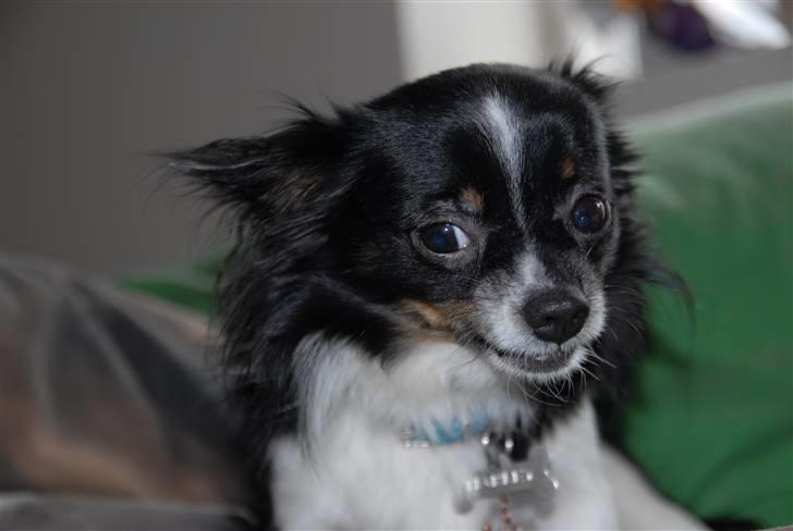 Chihuahua Harley - Okaaay bette, du får din vilje! :b Marts 2011 billede 16