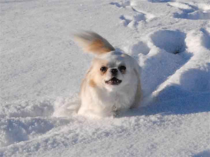 Chihuahua Daisy - Februar 2011 billede 11