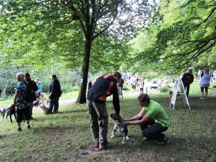 Olde english bulldogge spanger´s Babyface.(ATILA - Dyrelægen til hundemarchen var bare vild med mig.hi hi billede 19
