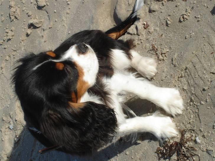 Cavalier king charles spaniel Thor (lille Thor) - thor på stranden billede 9