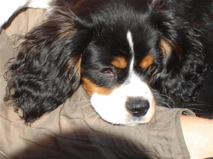 Cavalier king charles spaniel Thor (lille Thor) - thor i mors arme:D billede 1