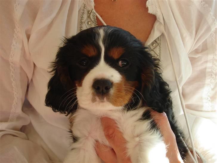 Cavalier king charles spaniel Thor (lille Thor) - da thor var lille ( han er vokset som skut ud af en kanon) billede 10