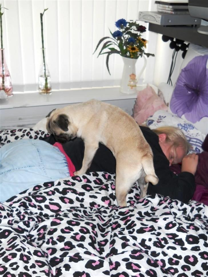 Mops Yoda billede 10