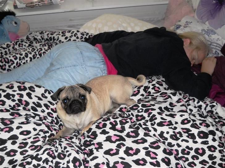 Mops Yoda billede 11