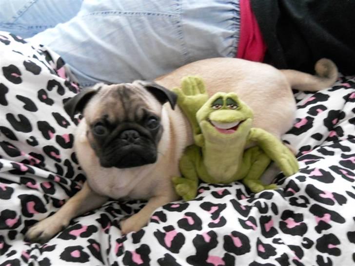 Mops Yoda billede 12