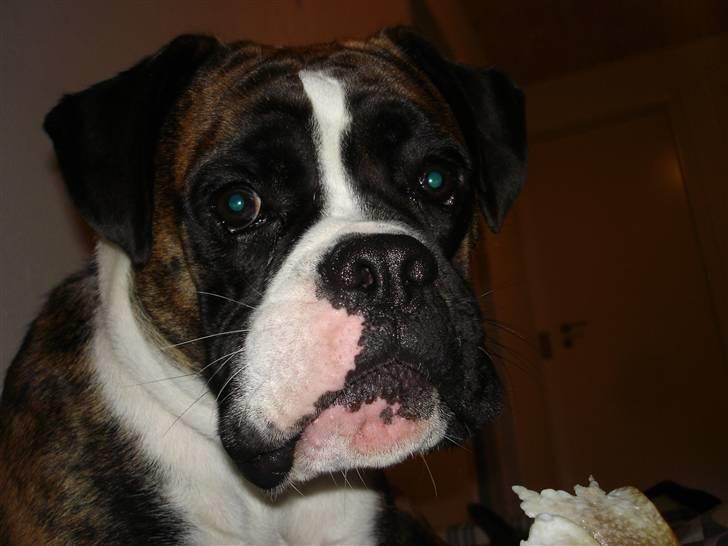 Boxer Primo billede 3