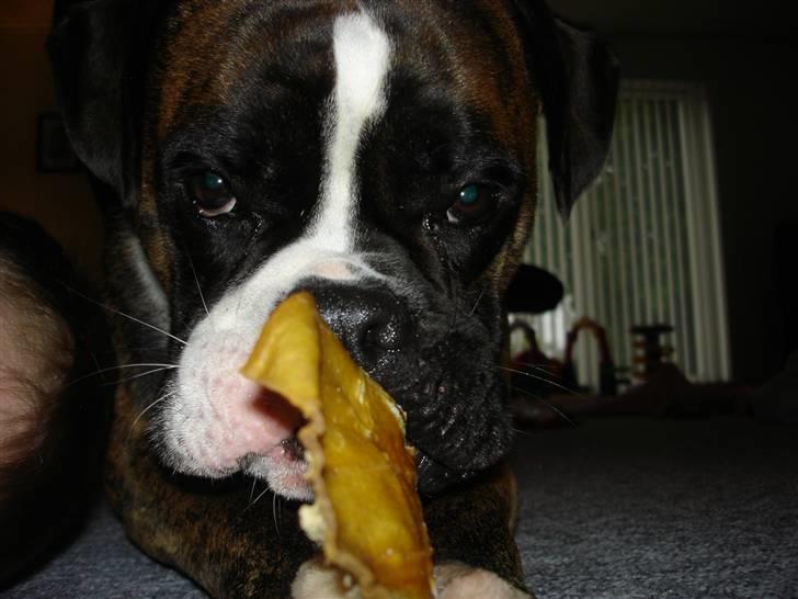 Boxer Primo billede 4