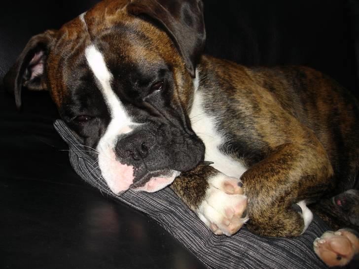 Boxer Primo billede 5